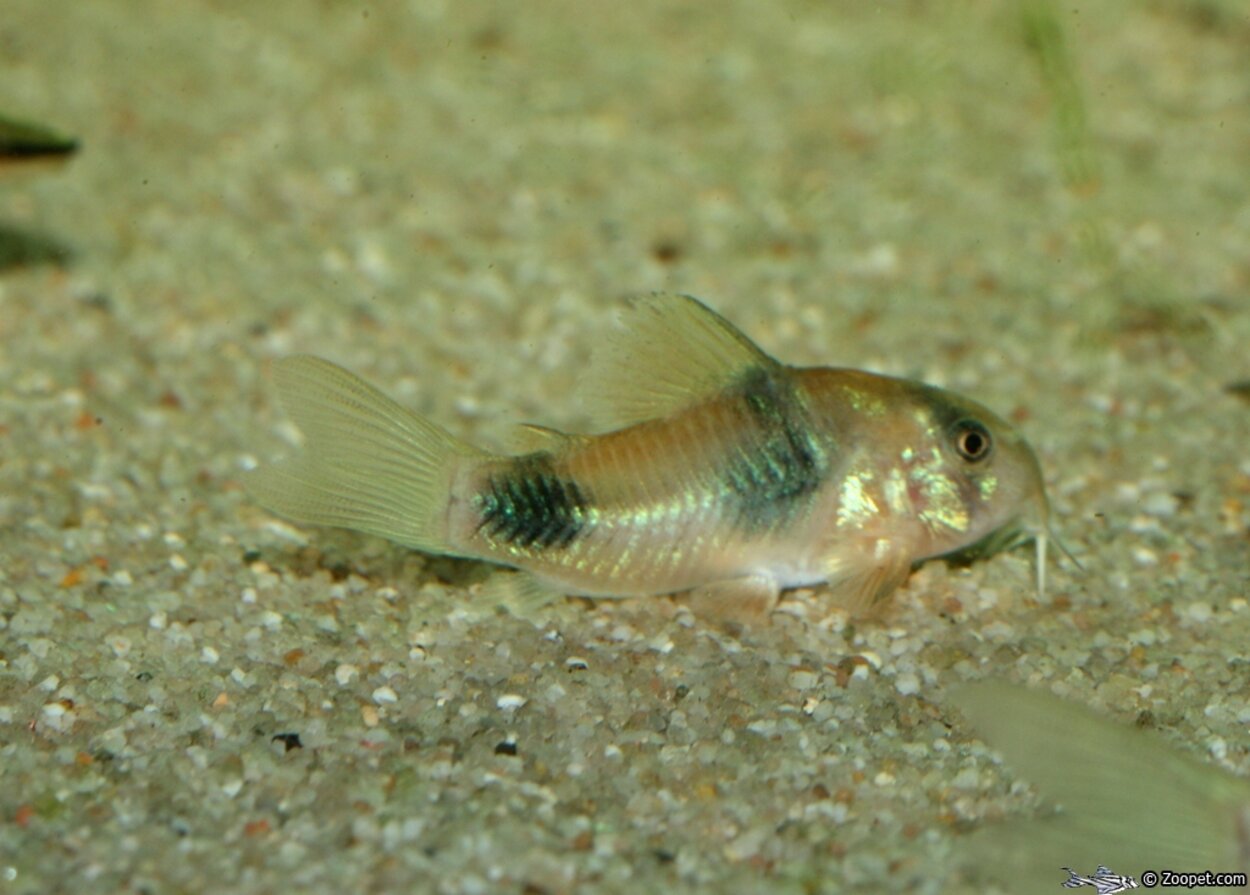 Corydoras weitzmani