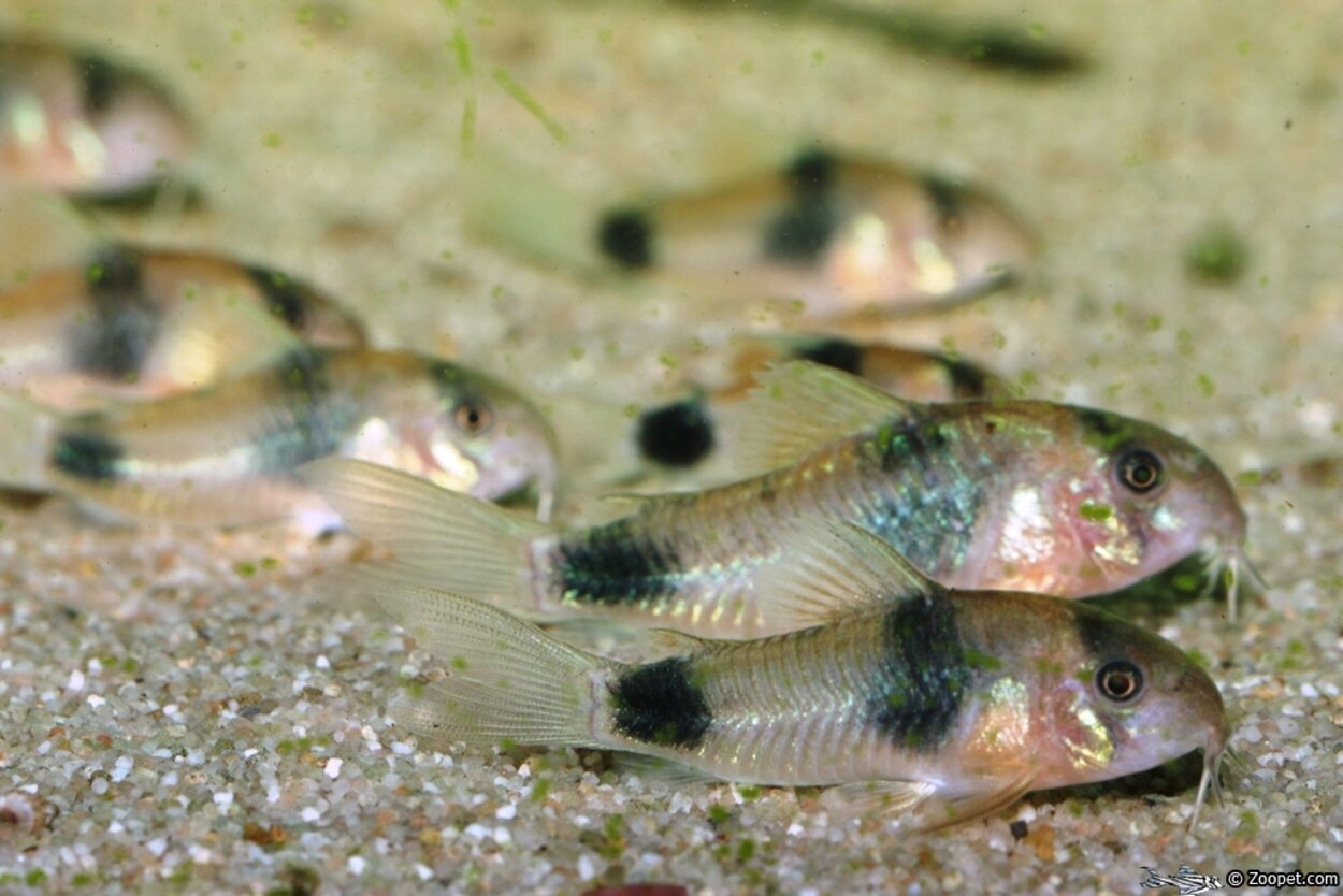 Corydoras weitzmani