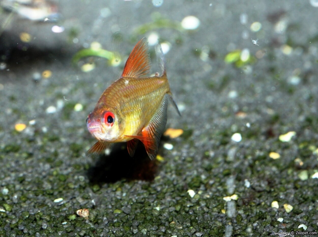 Hyphessobrycon cf. pulchripinnis