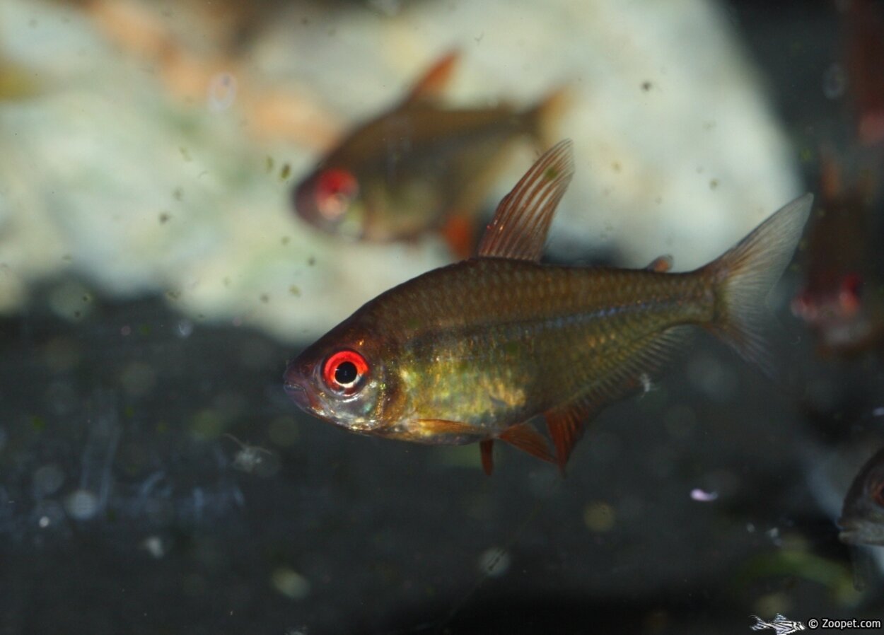 Hyphessobrycon cf. pulchripinnis