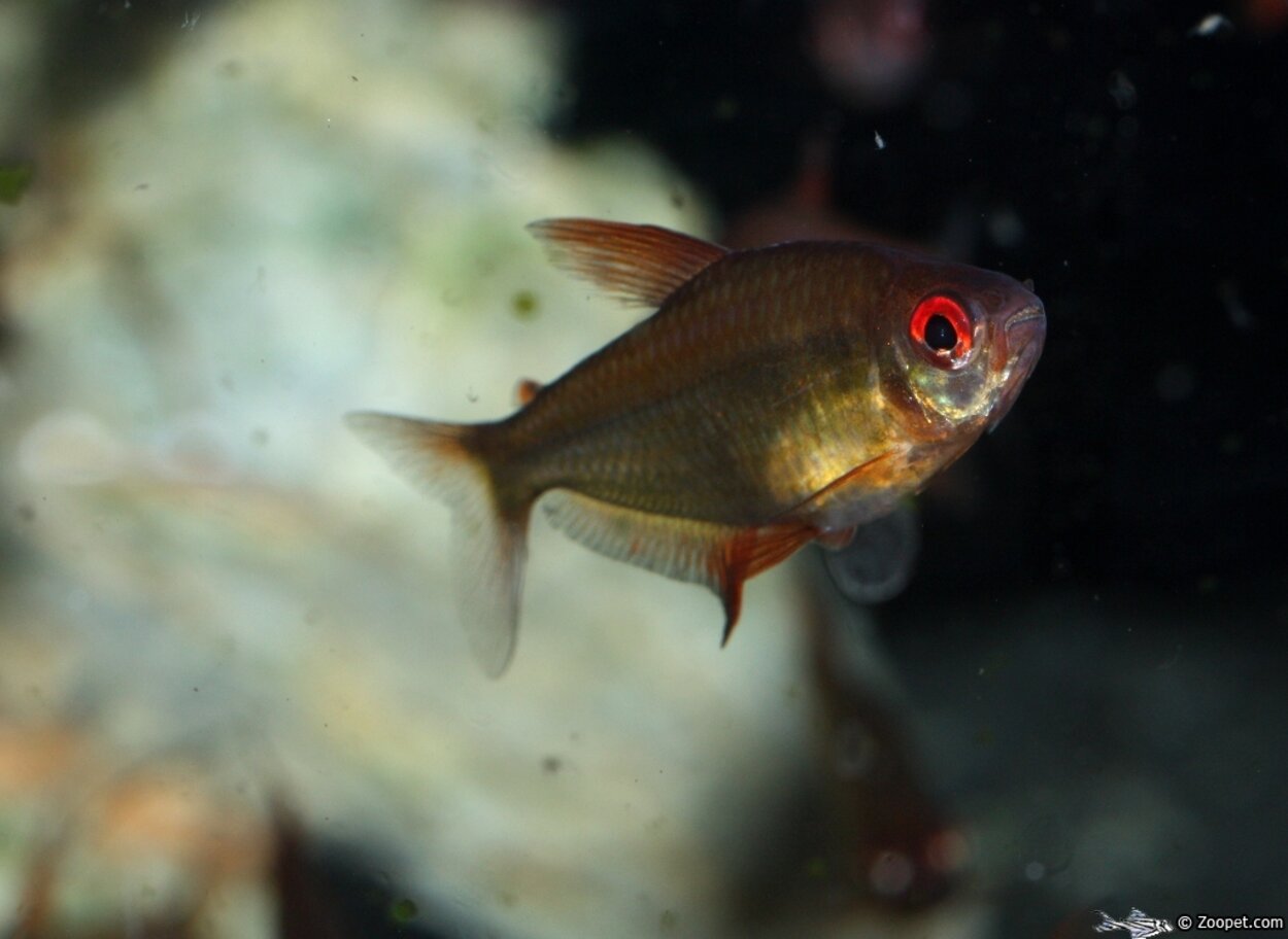 Hyphessobrycon cf. pulchripinnis