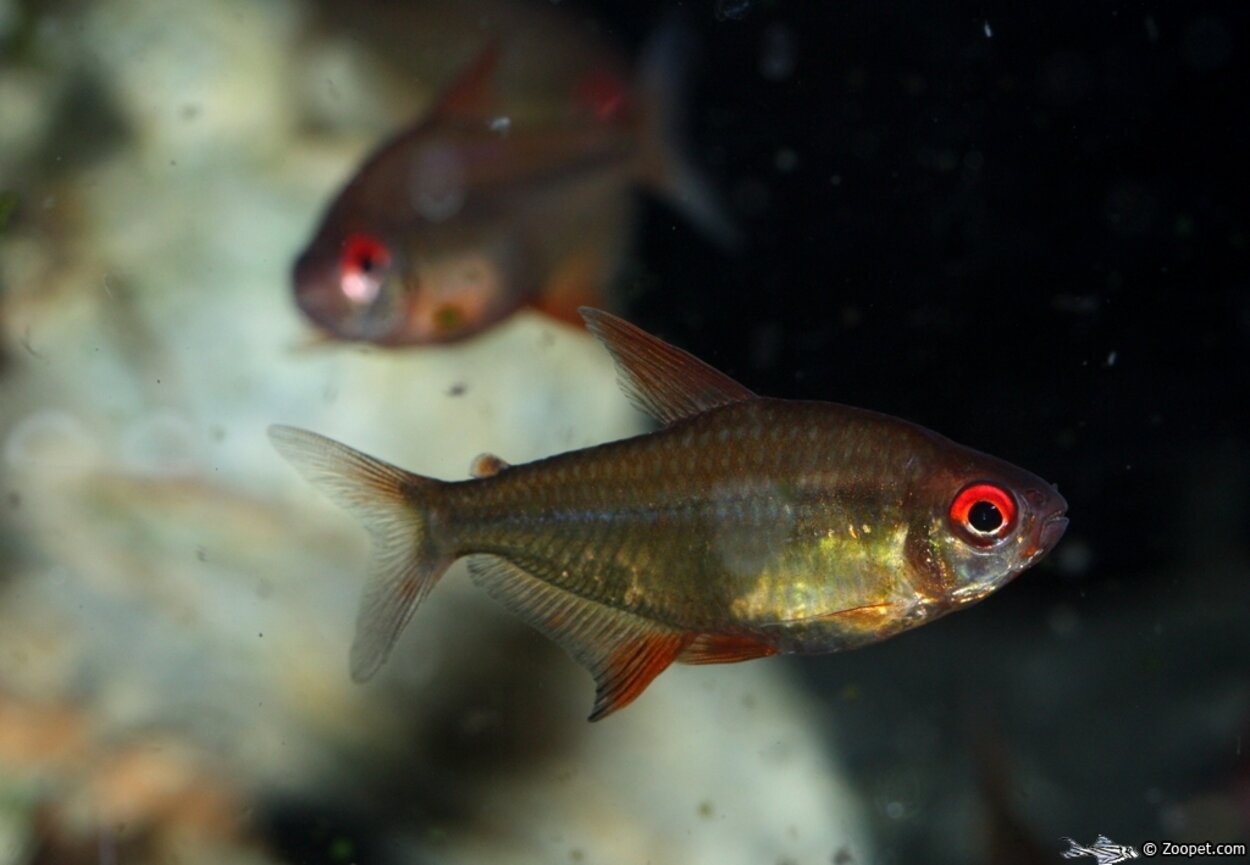 Hyphessobrycon cf. pulchripinnis