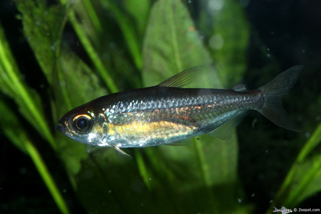 Phenacogrammus cf. nigropterus