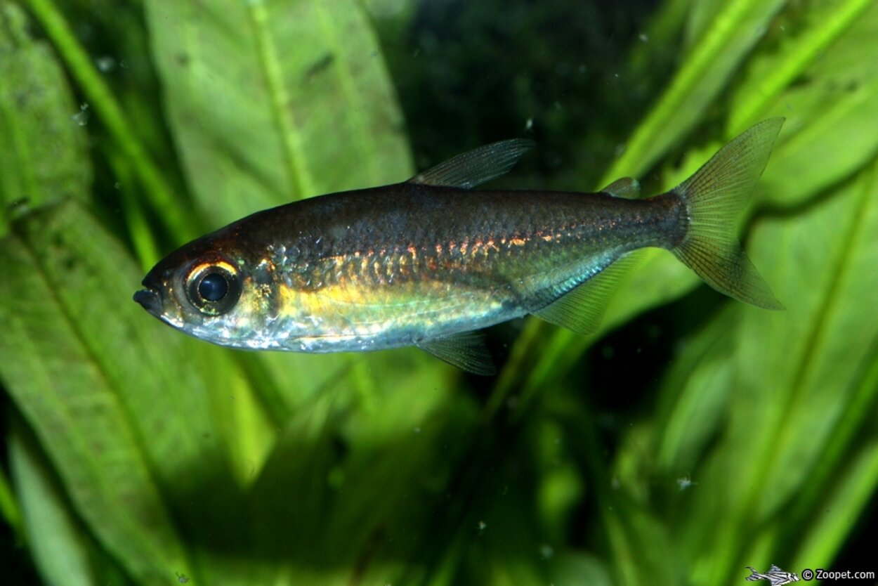 Phenacogrammus cf. nigropterus