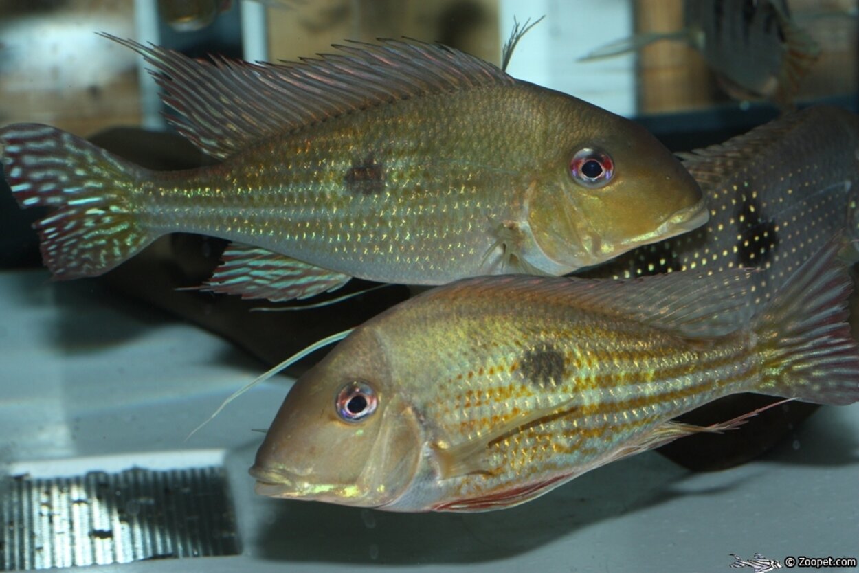 Geophagus Winemilleri