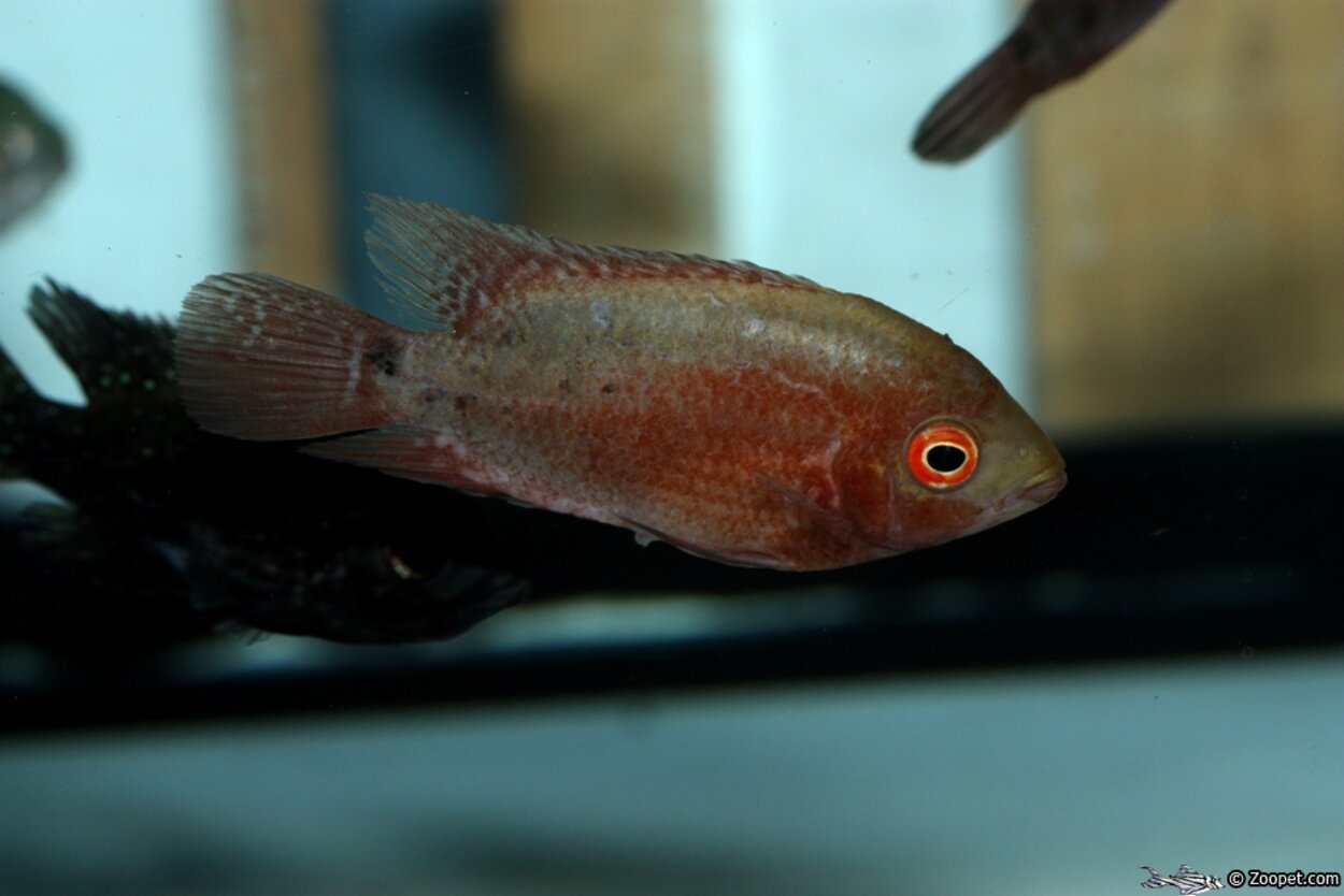 Hypselecara temporalis