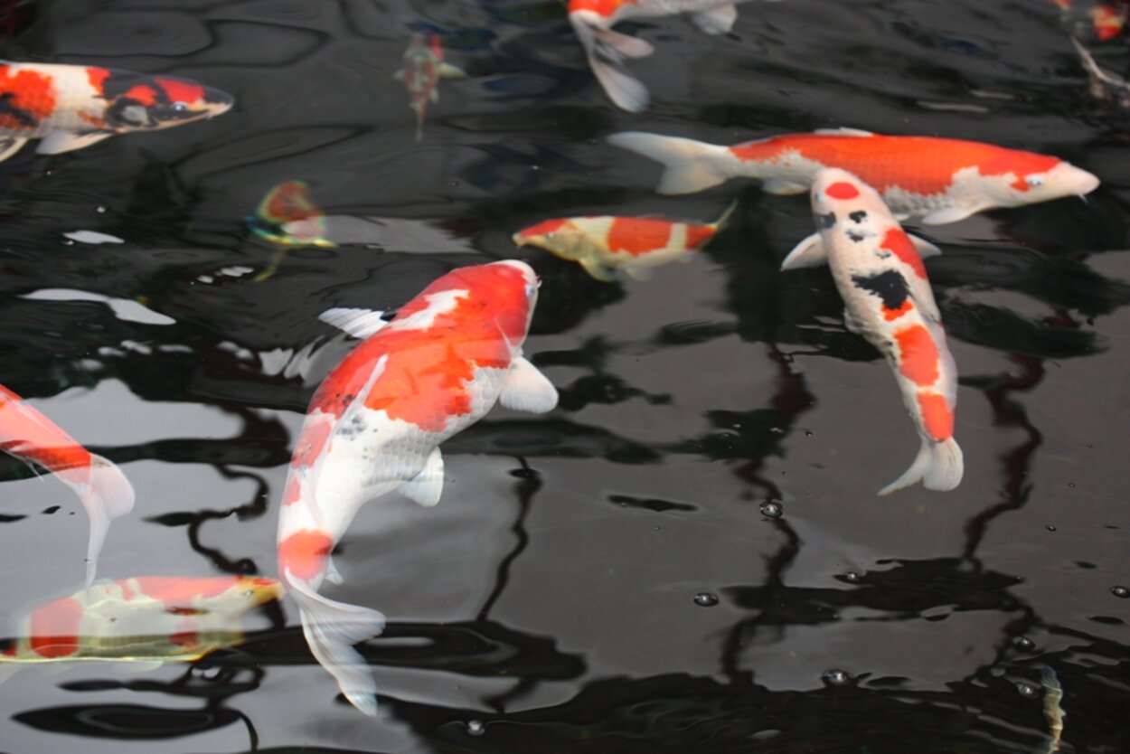 Koi