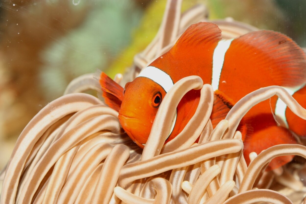 Nemo i farten