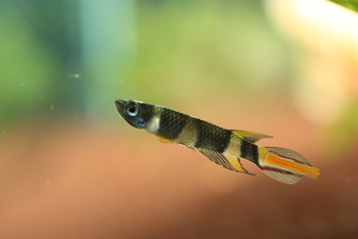 Pseudepiplatys annulatus