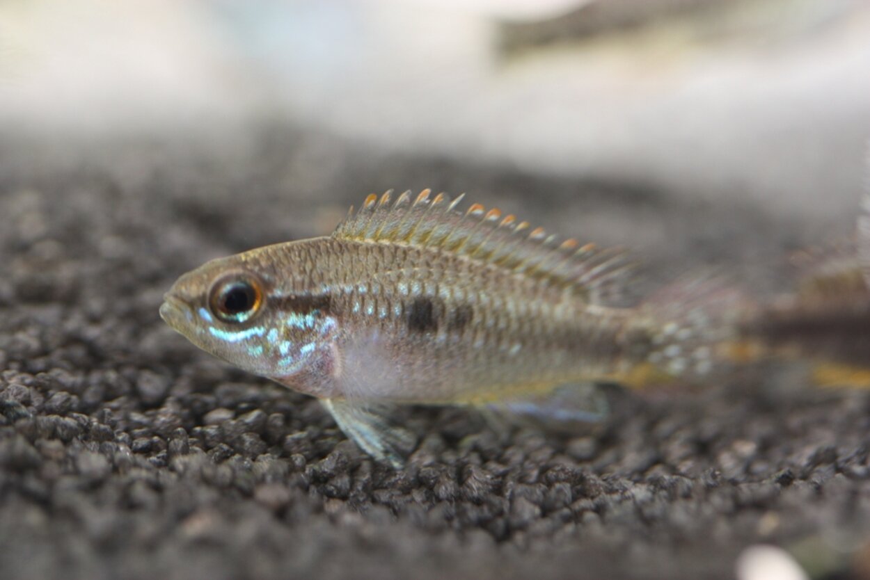 Apistogramma paucisquamis