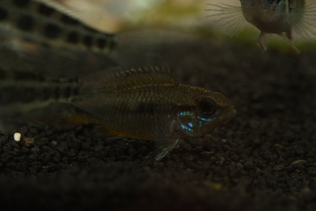 Apistogramma paucisquamis