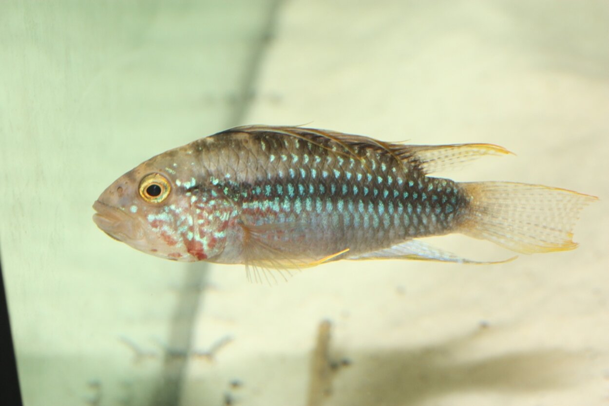 Munruvande Apistogramma, Apistogramma sp. Maulbrüter