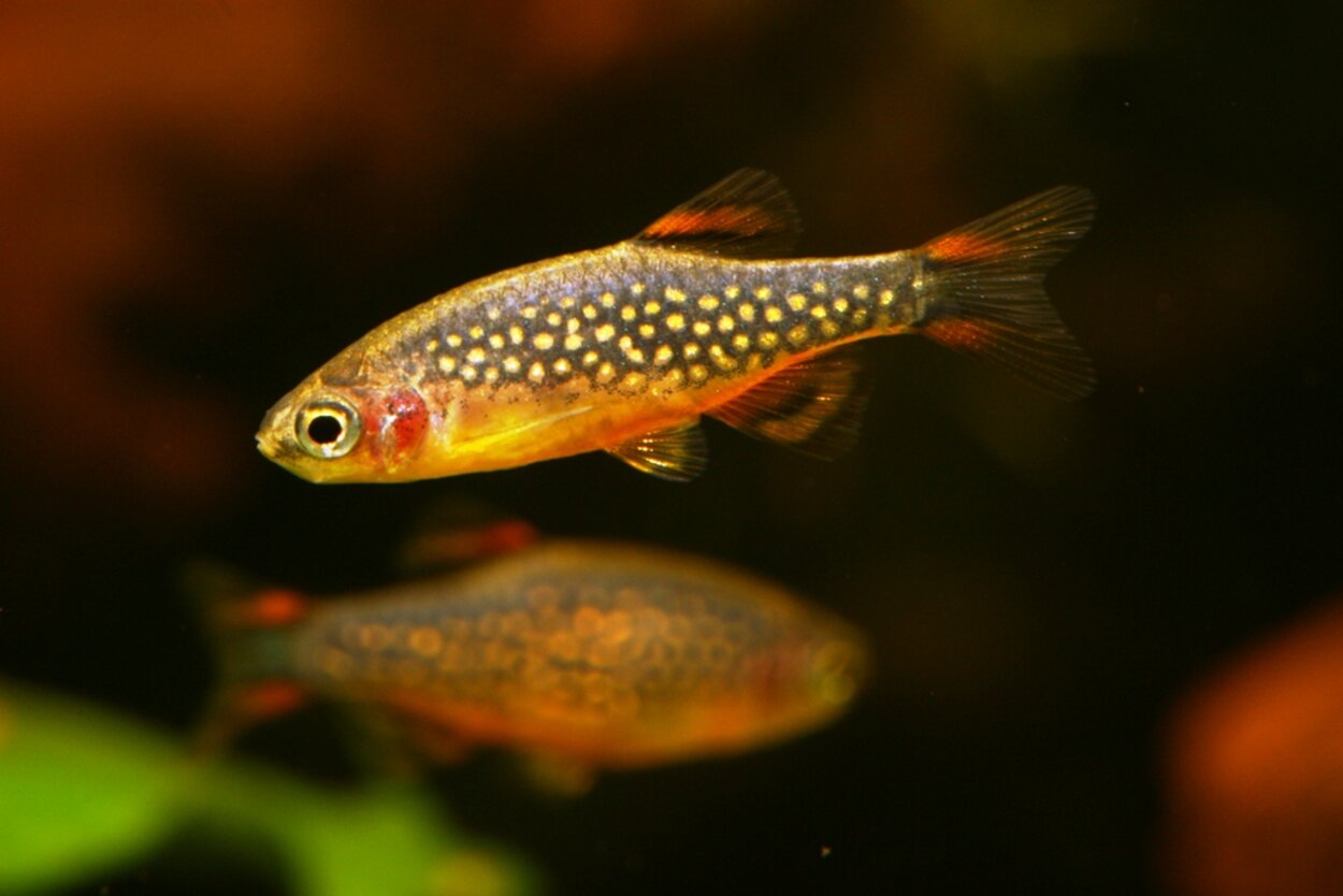 Danio margaritatus