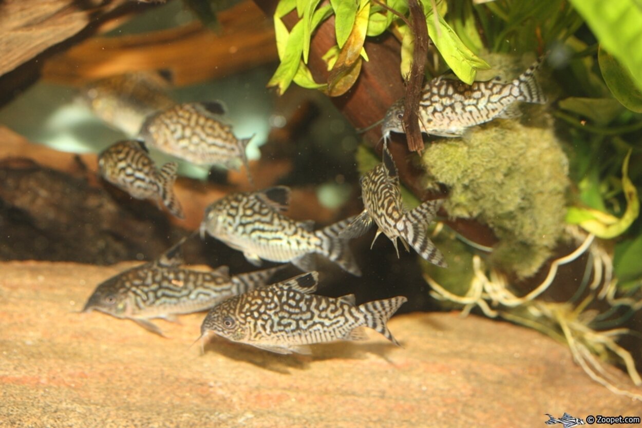 Corydoras reticulatus