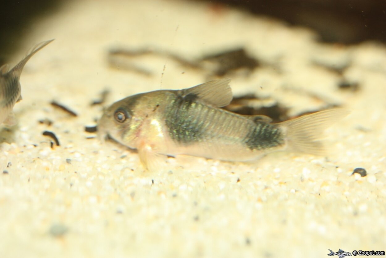 Corydoras weitzmani