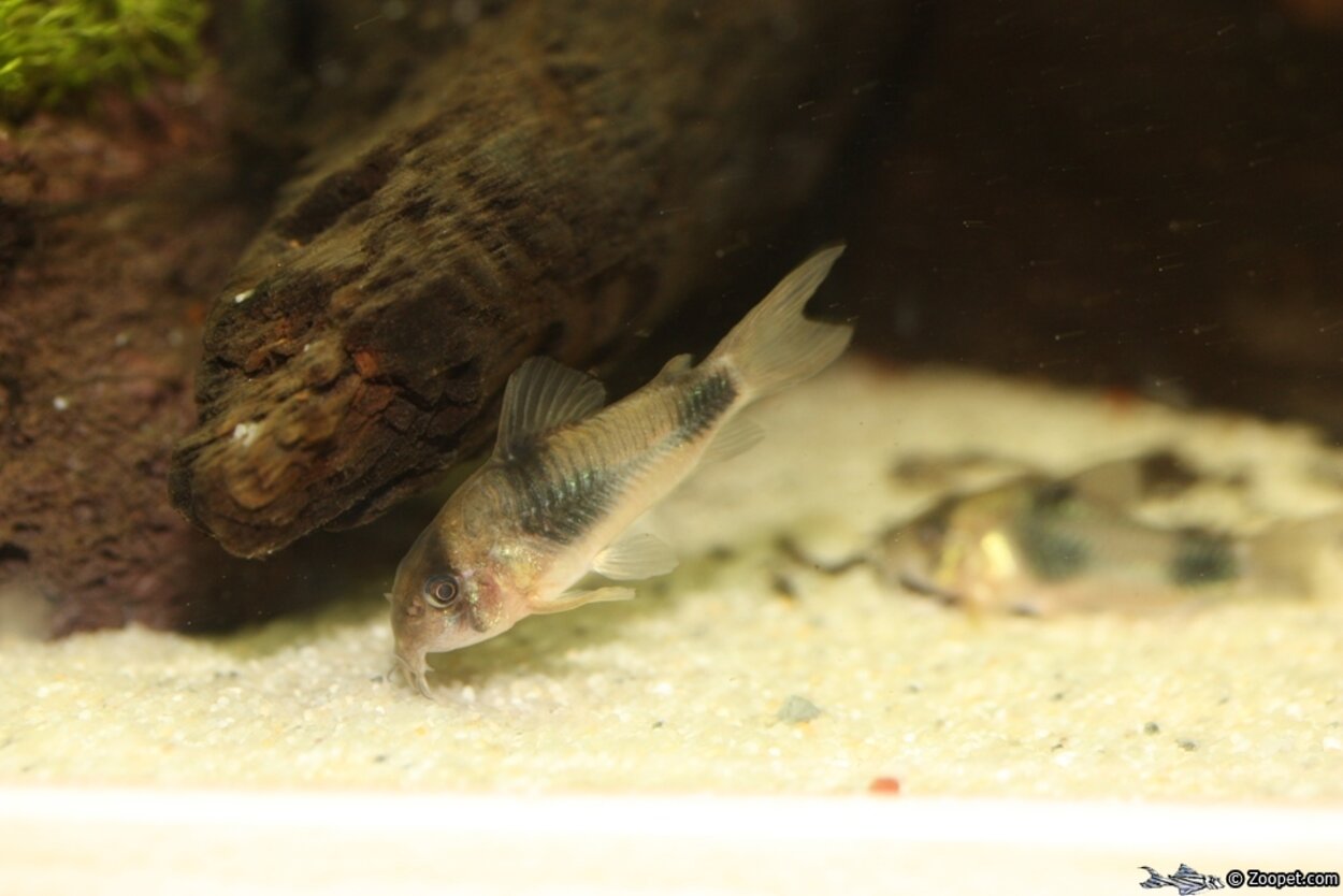 Corydoras weitzmani