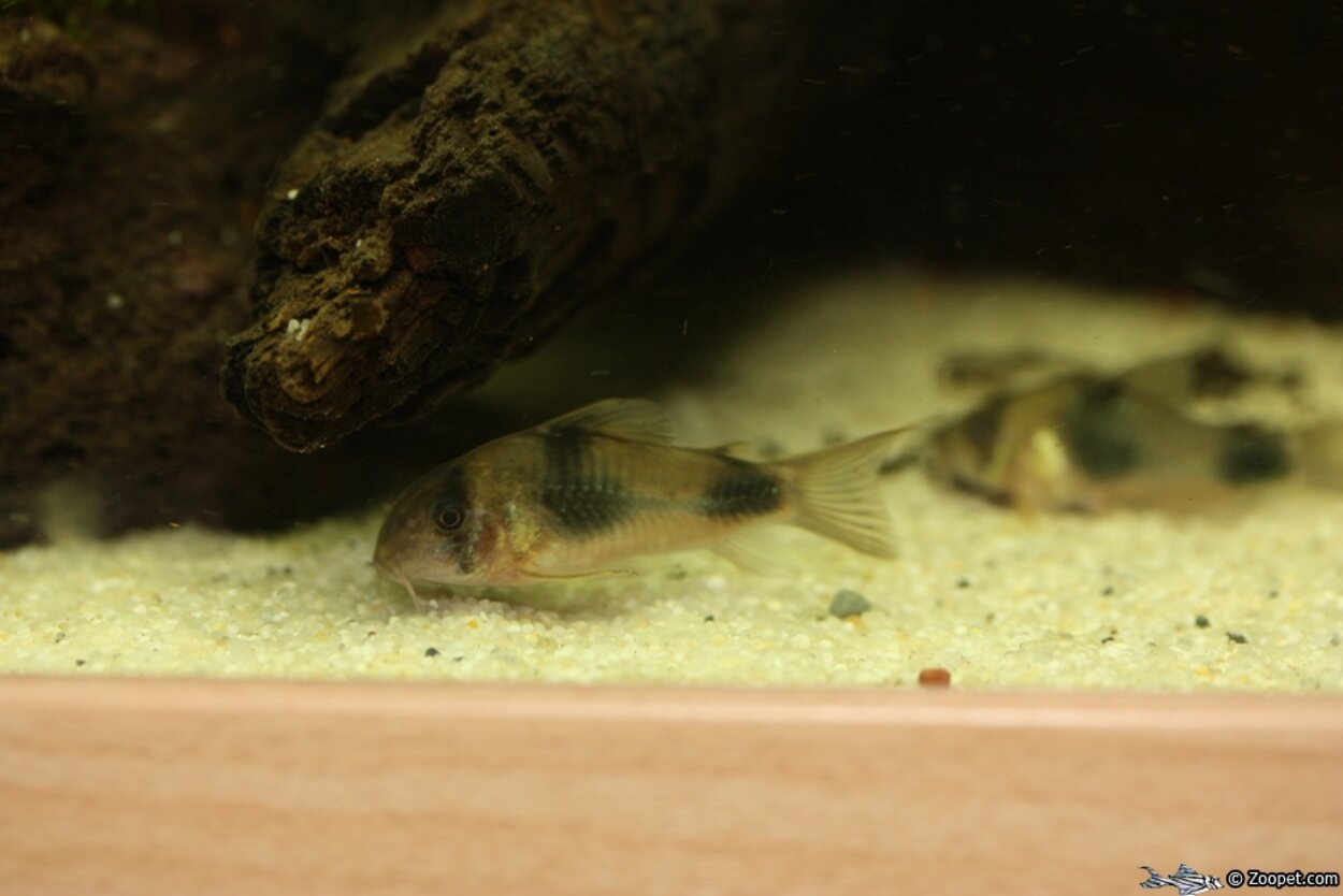 Corydoras weitzmani