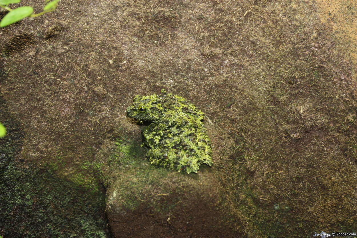 Mossgroda