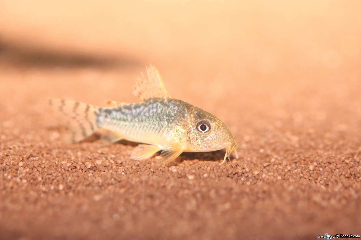 Corydoras gossei