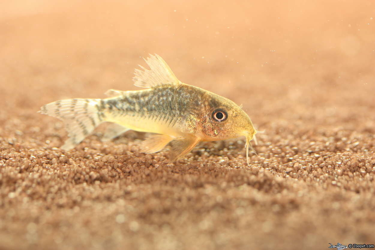 Corydoras gossei