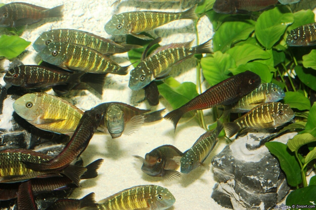 Blandade Tropheus