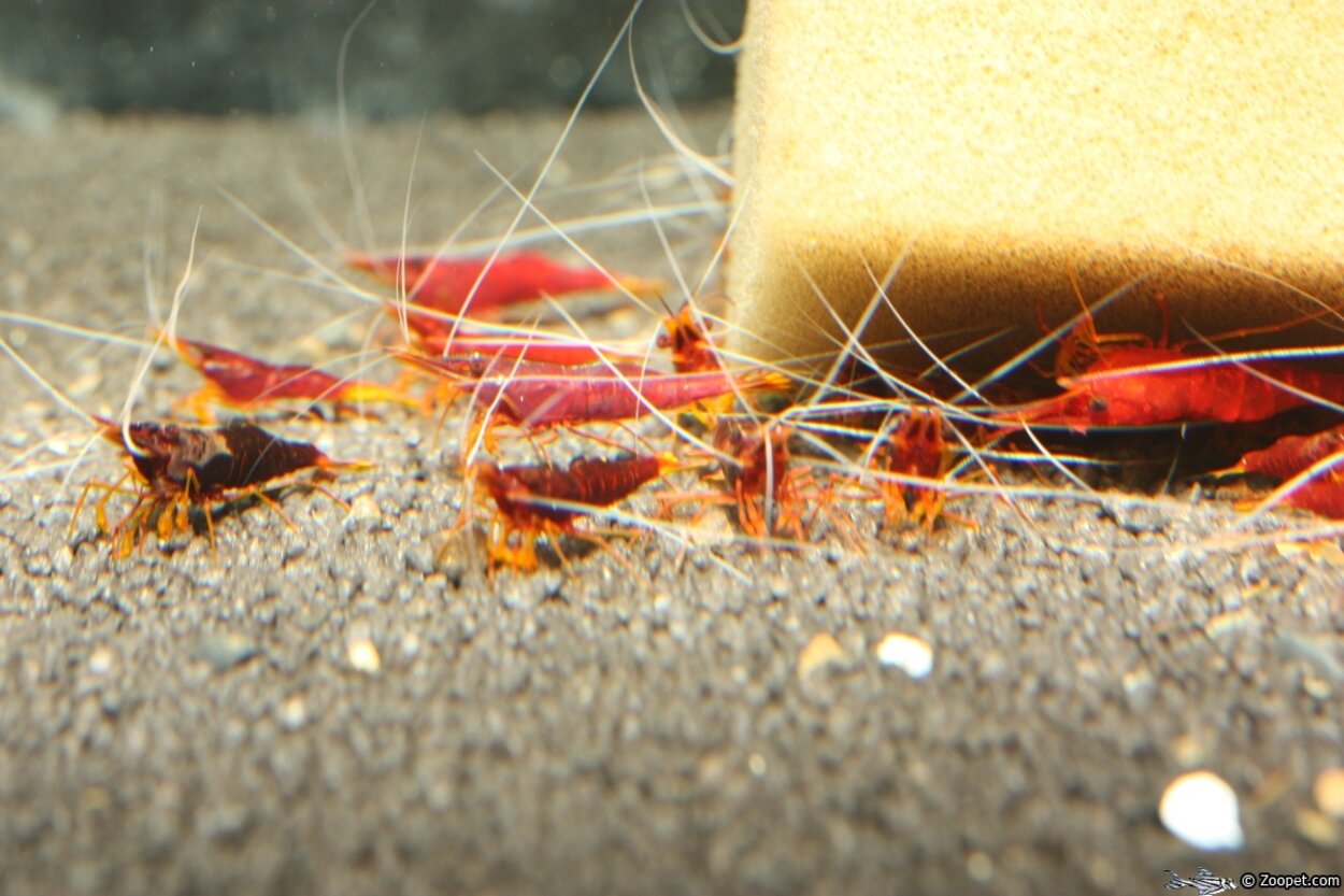 Caridina sp. "Red Goldflake"