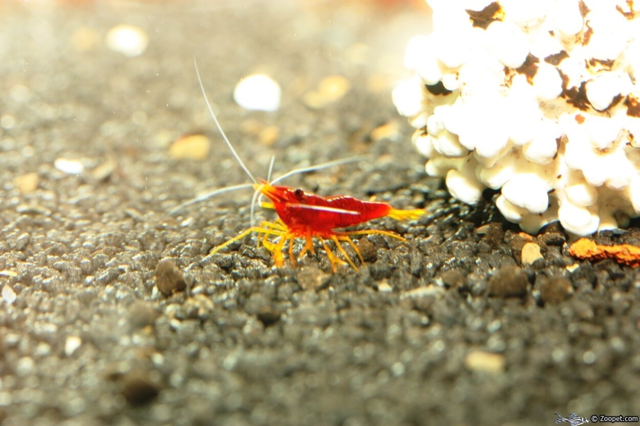 Caridina sp. "Red Goldflake"