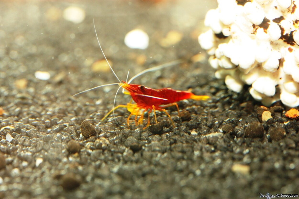 Caridina sp. "Red Goldflake"