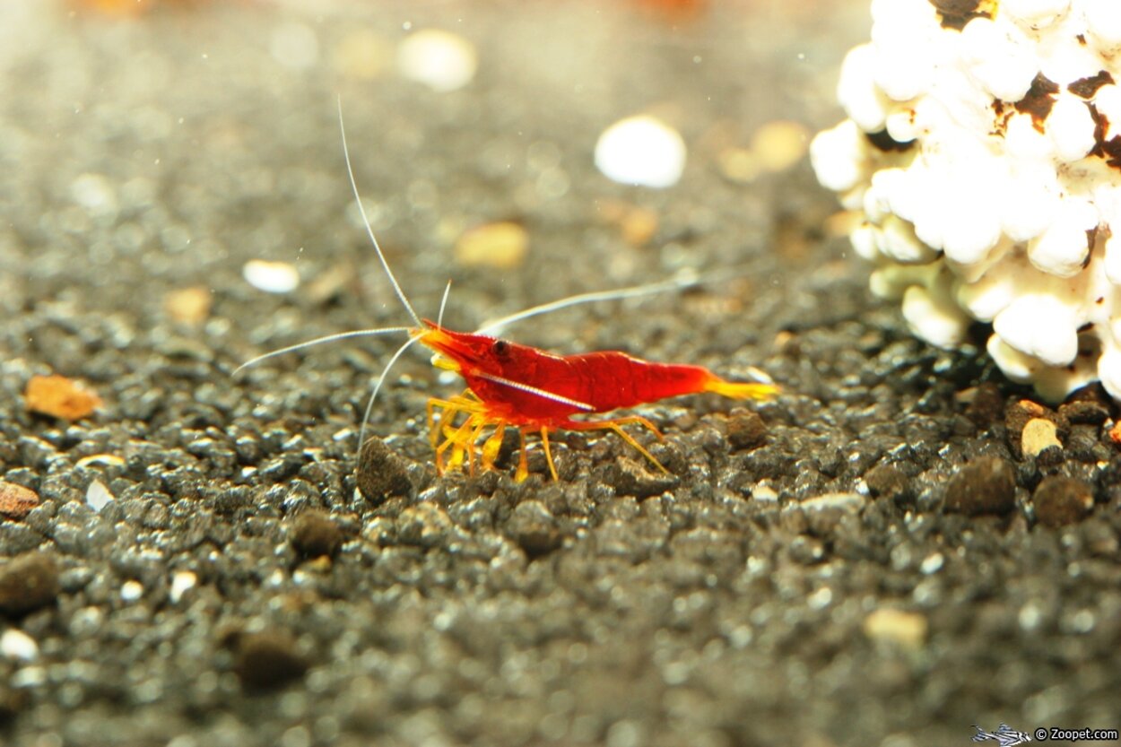 Caridina sp. "Red Goldflake"