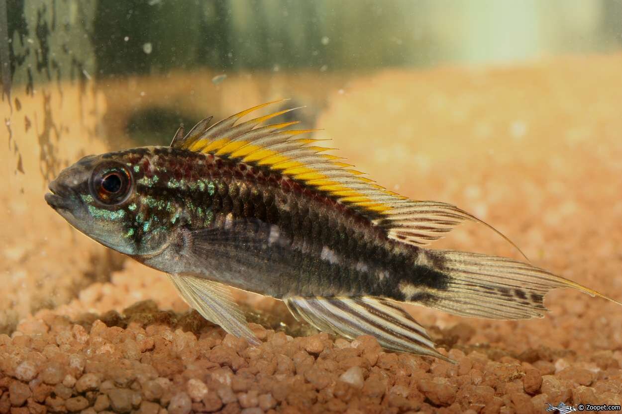 Apistogramma