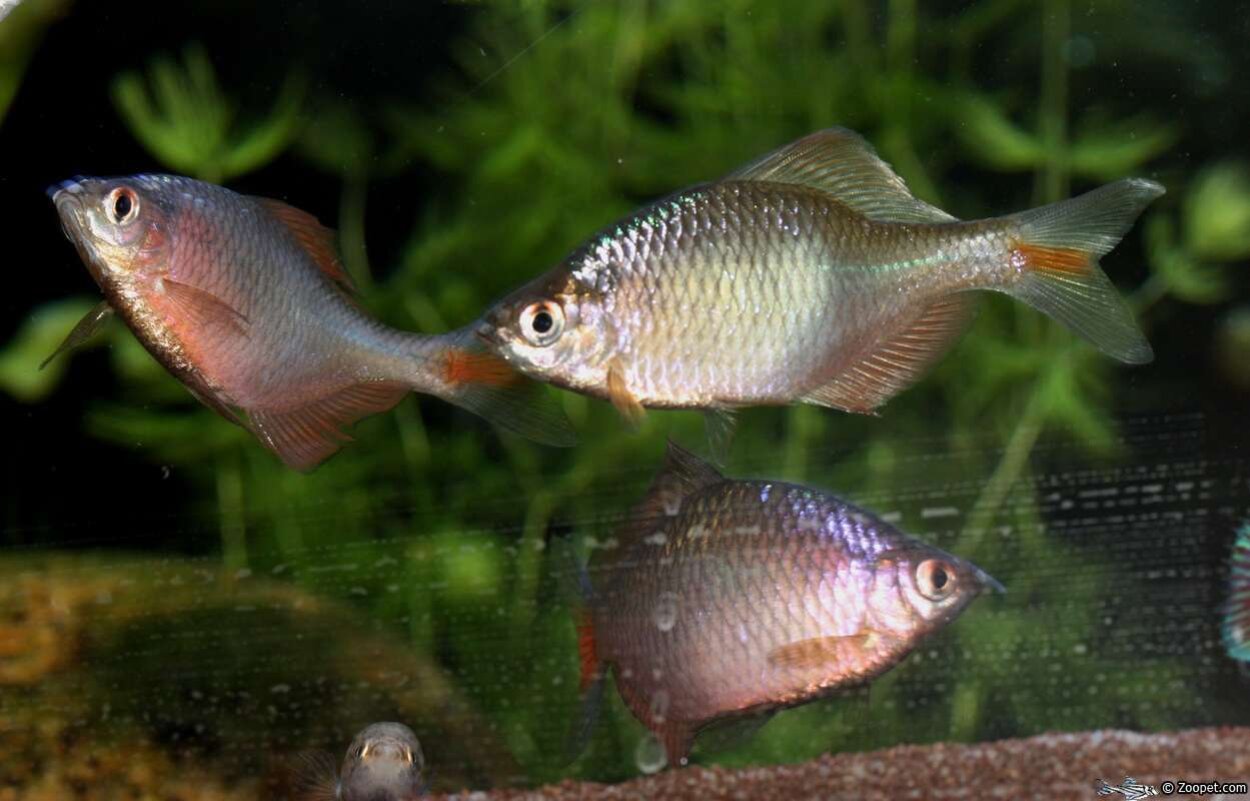 Rasbora sericeus