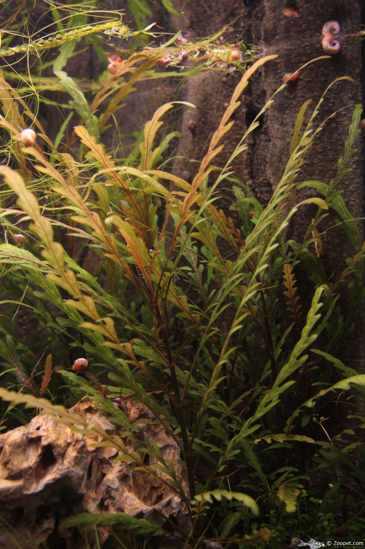 Hygrophila pinnatifida.