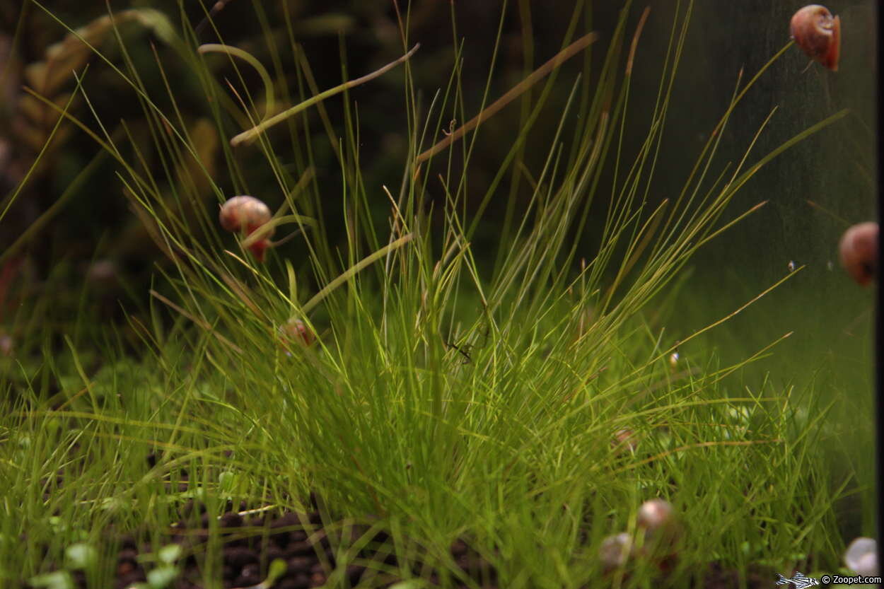 Eleocharis parvula