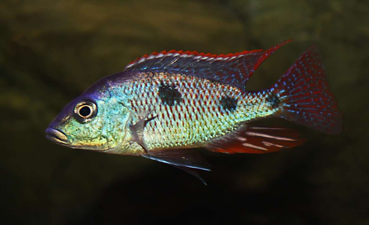 Otopharynx_tetrastigma