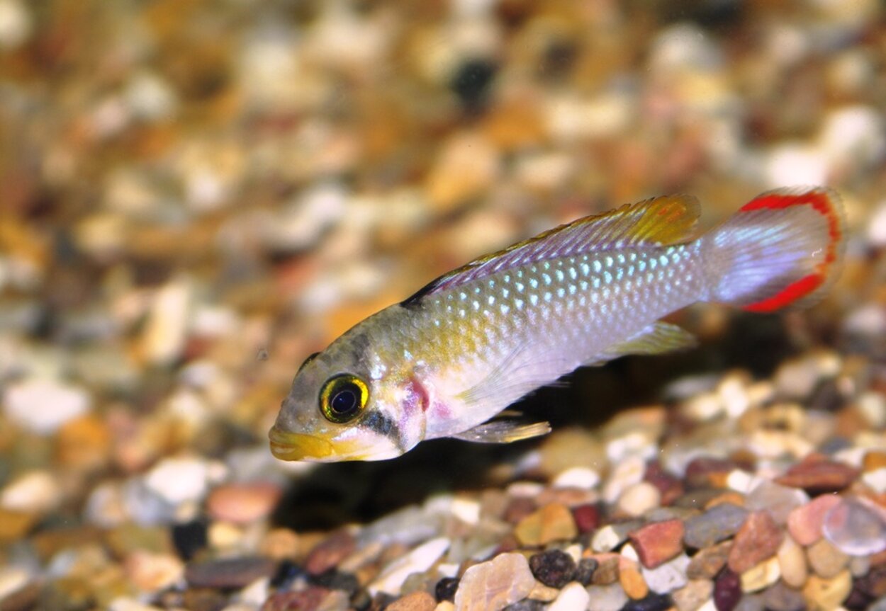 Apistogramma panduro, hanne