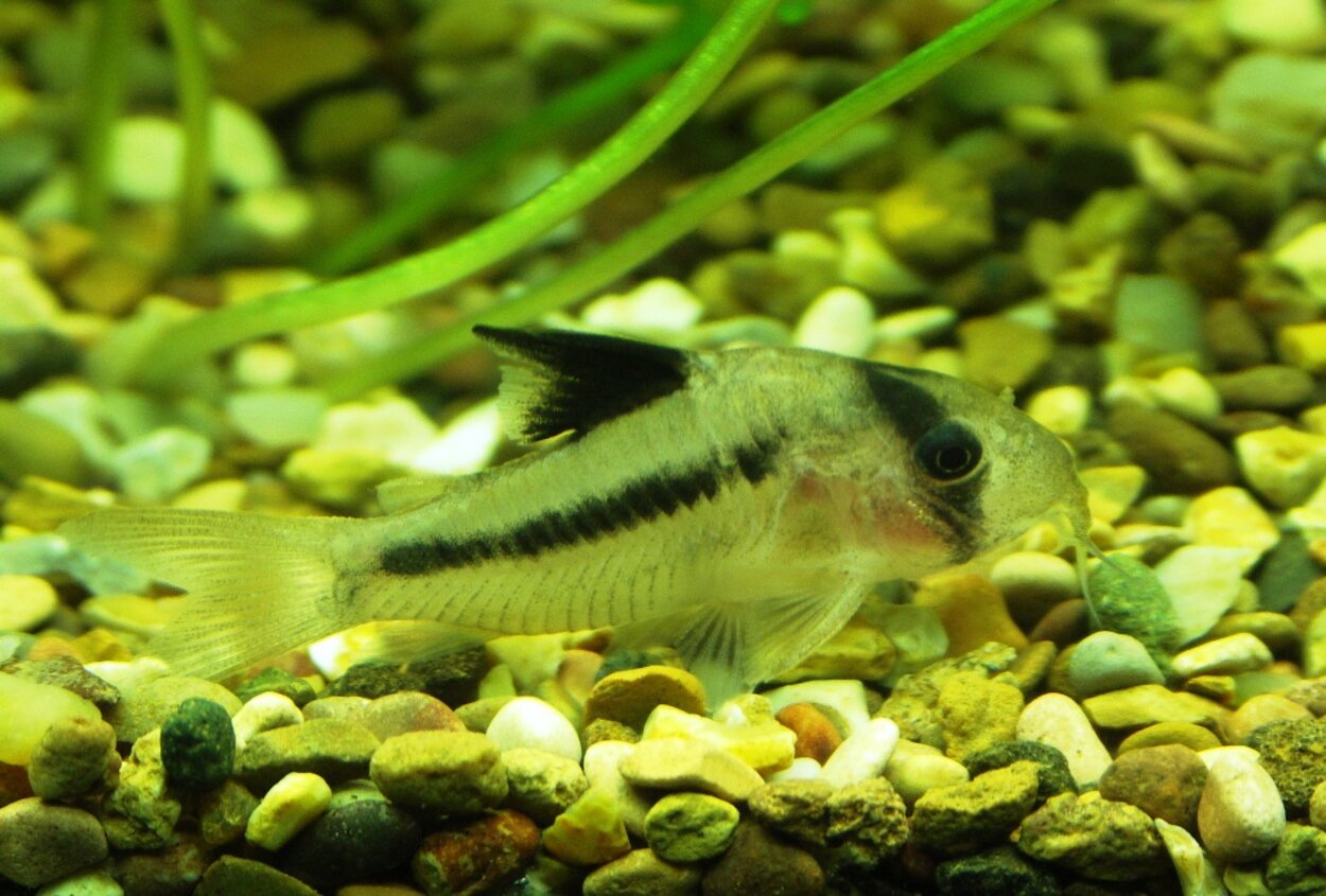 Corydoras axelrodi