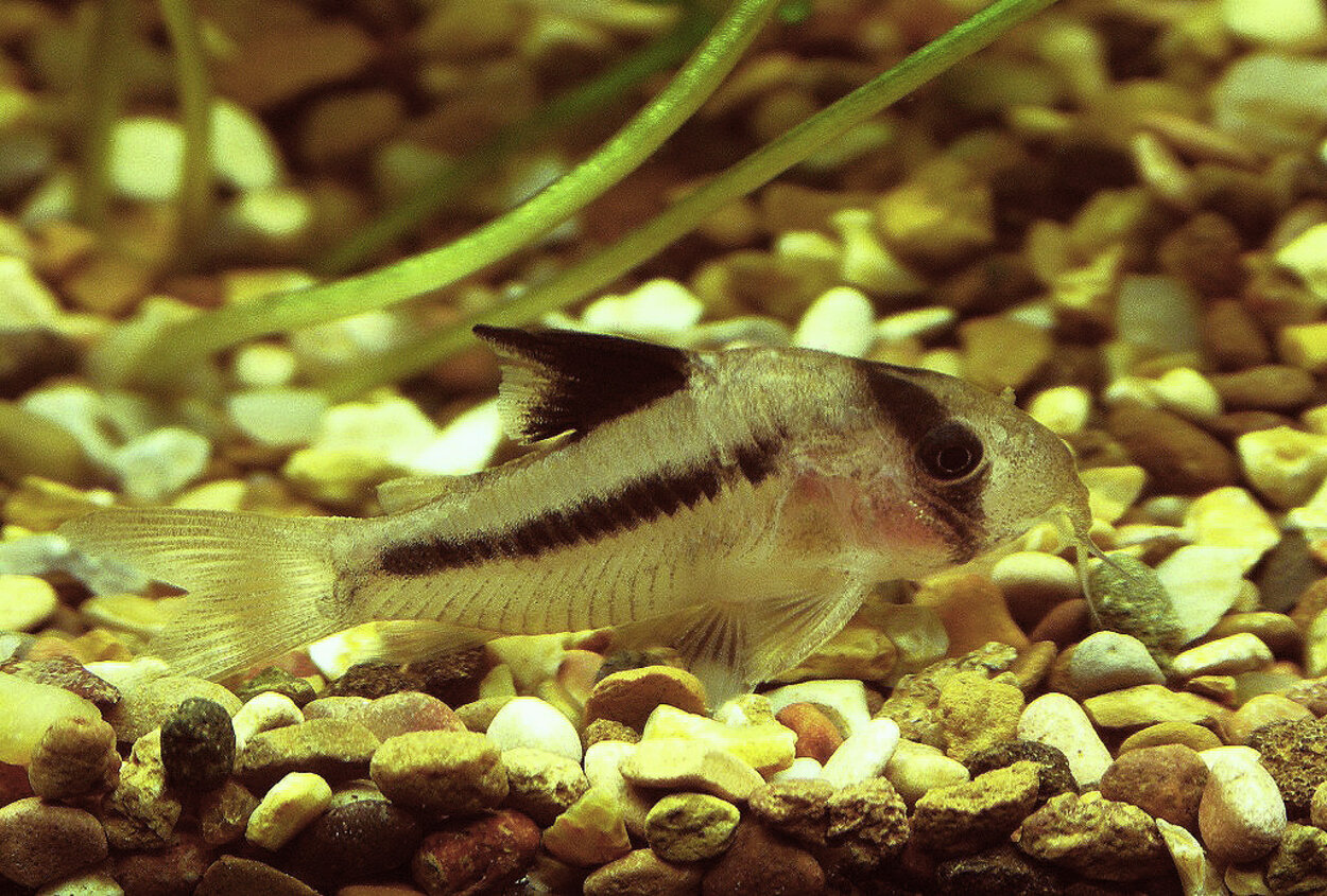 corydoras axelrodi