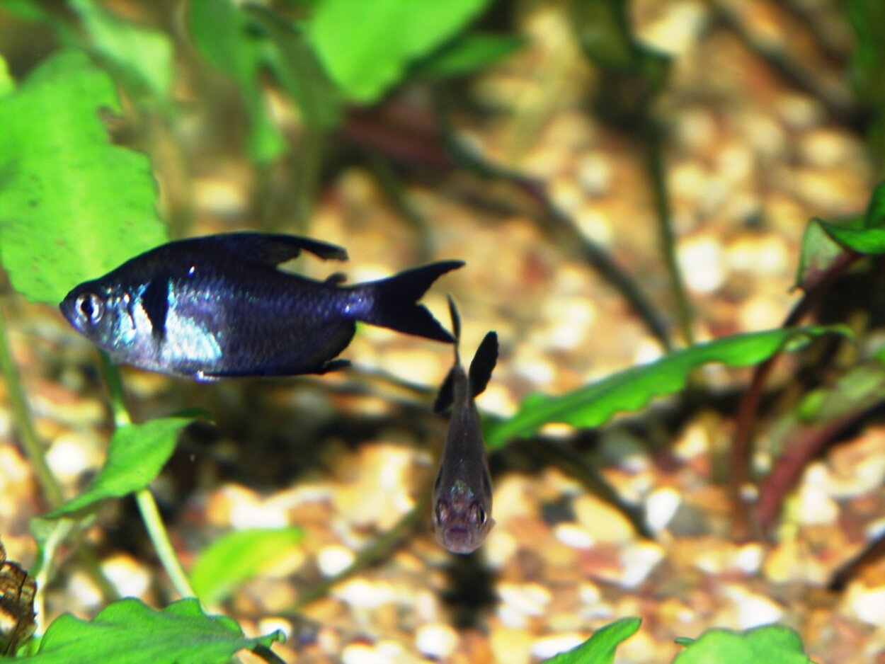 Svart fantomtetra, Hyphessobrycon megalopterus