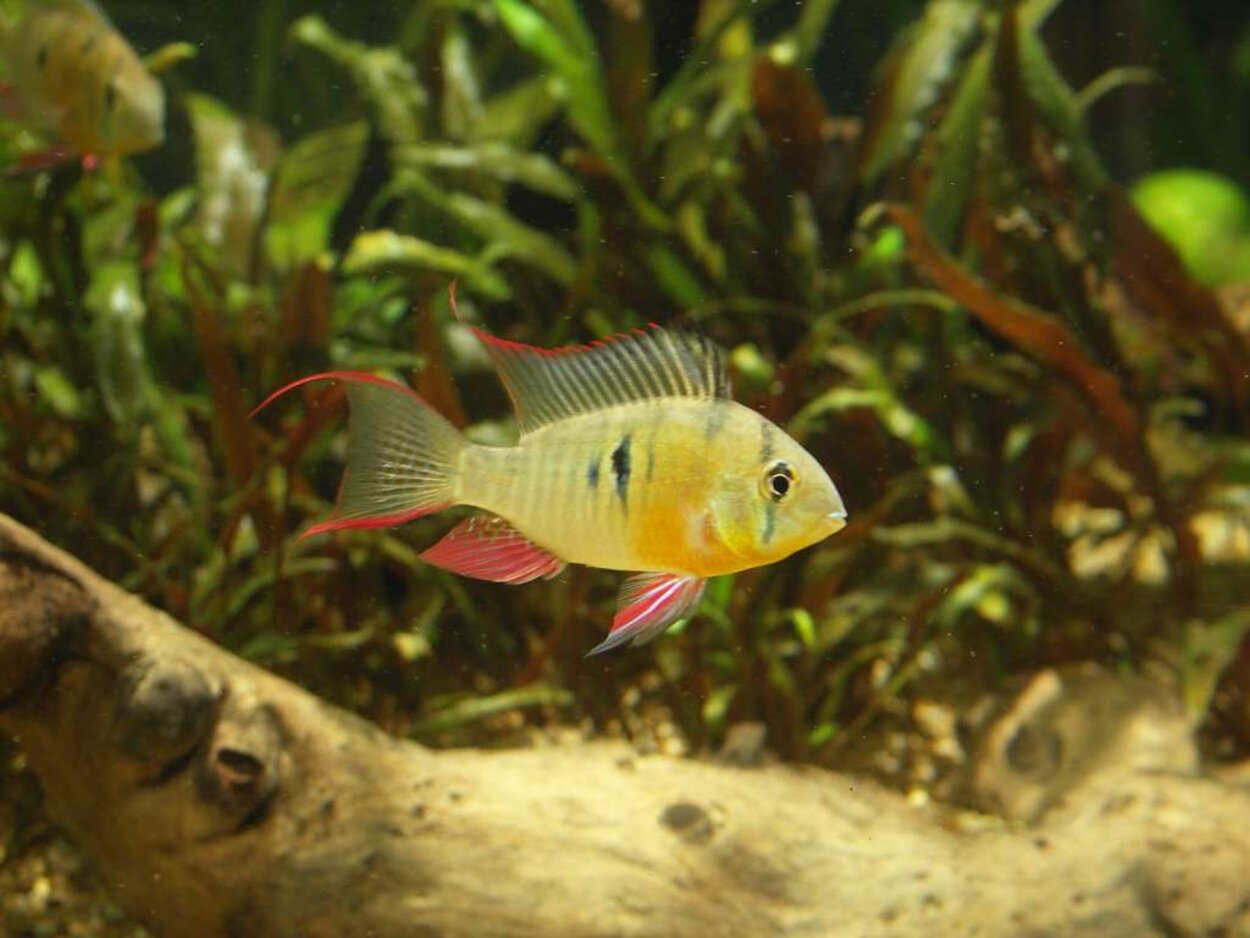 Boliviansk Fjärilsciklid, Mikrogeophagus altispinosus