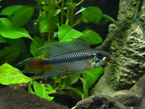 Apistogramma uaupesi Rotkeil