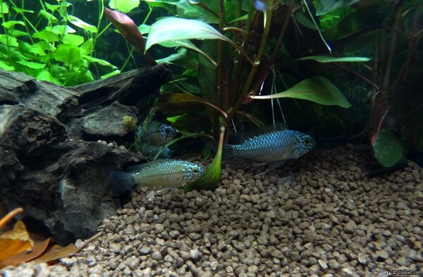 Apistogramma blaukopf