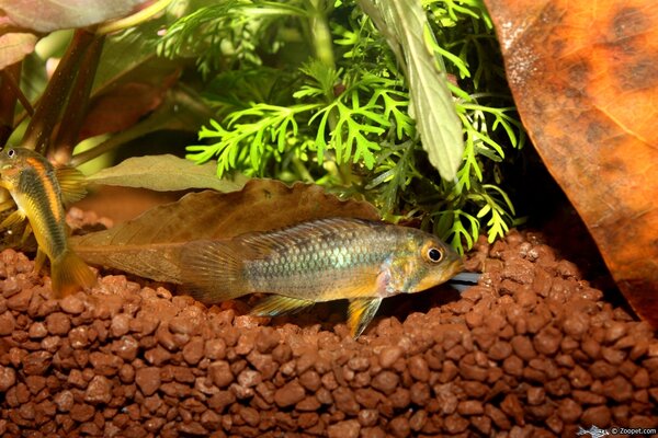 Apistogramma norberti, hona