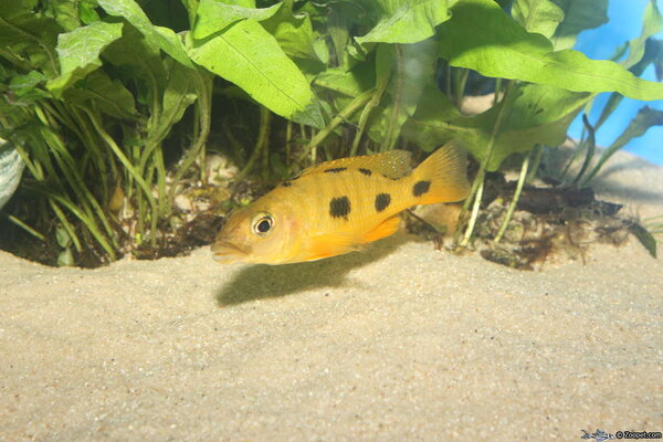 Exochochromis anagenys (Weibchen)