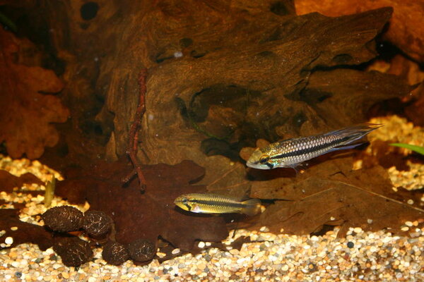 Apistogramma spec2 -Rio Jari, Purus