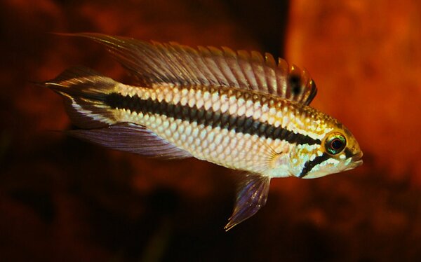 Apistogramma spec2 -Rio Jari, Purus