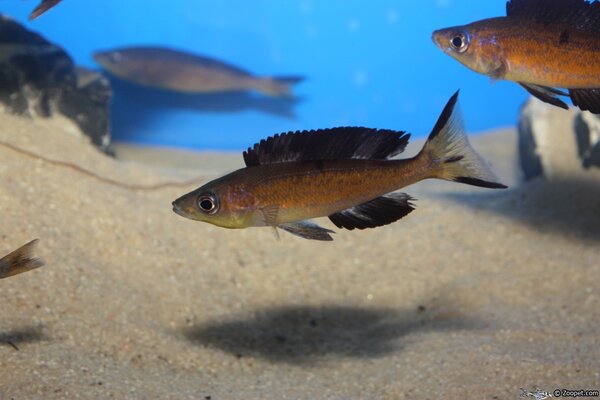 Cyprichromis microlepidotus kasai