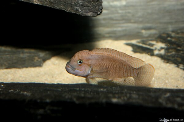 Telmatochromis burgeoni