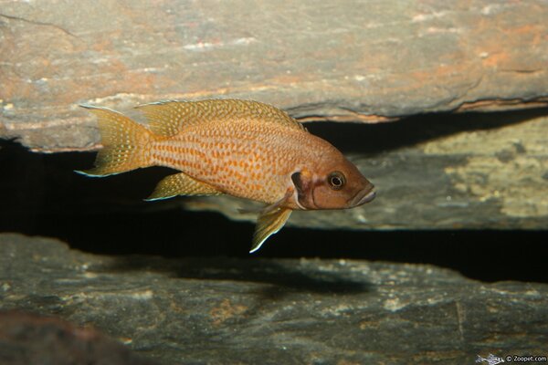 Neolamprologus helianthus "Kijumba orange"