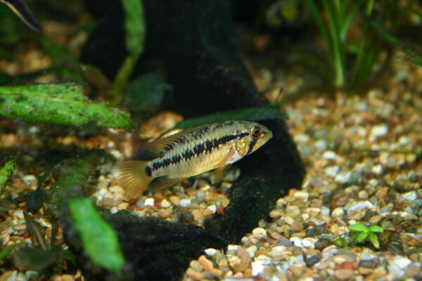 Apistogramma viejita, hona