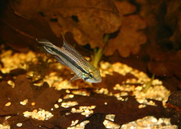 Apistogramma spec2 -Rio Jari, Purus